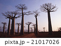 マダガスカル　バオバブ　木　夕景　モロンダバ　海外　外国　写真 21017026
