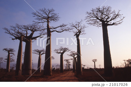 マダガスカル　バオバブ　木　夕景　モロンダバ　海外　外国　写真 21017026