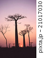 マダガスカル　バオバブ　木　夕景　モロンダバ　海外　外国　写真 21017030