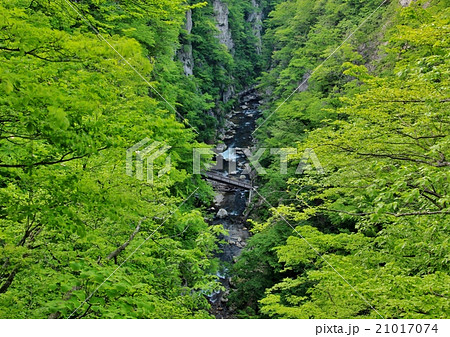 新緑の鳴子郷 21017074