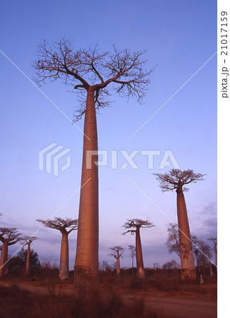 マダガスカル バオバブ 木 風景 モロンダバ 海外 外国 写真 マダガスカル バオバブ 木 風景 モロンダバ 海外 外国 写真 21017159