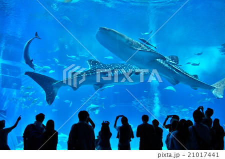 水族館 21017441