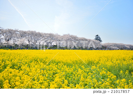 権現堂堤桜(ヨコ) 権現堂堤桜(ヨコ) 21017857