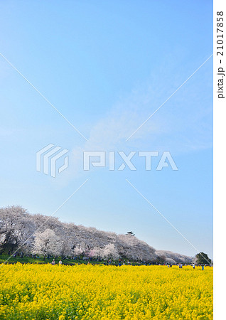 権現堂堤桜(タテ) 権現堂堤桜(タテ) 21017858