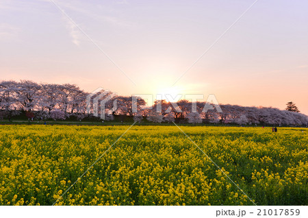 権現堂桜の夕日 権現堂桜の夕日 21017859