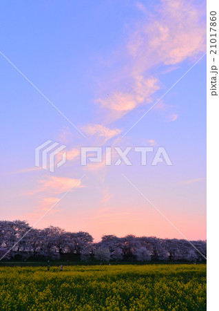 夕暮れの権現堂桜 夕暮れの権現堂桜 21017860