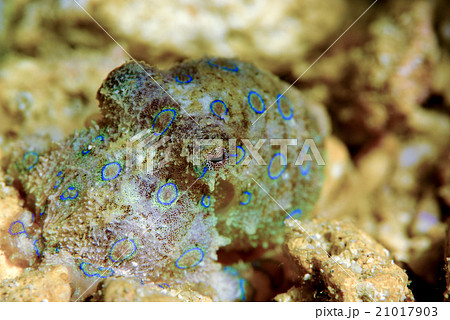 ヒョウモンダコ ヒョウモンダコ 21017903