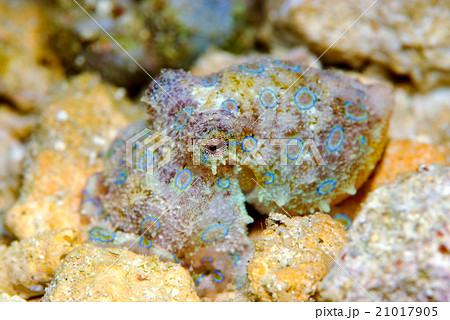 ヒョウモンダコ 21017905