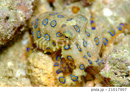 ヒョウモンダコ 21017907