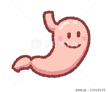 健康な胃 健康な胃 21018135