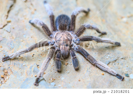 close up Tarantula on ground close up Tarantula on ground 21018201