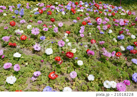 アネモネ アネモネ 21018228