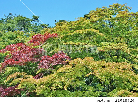 新緑の県民の森 21018424