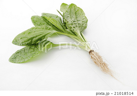 オオバコ 21018514