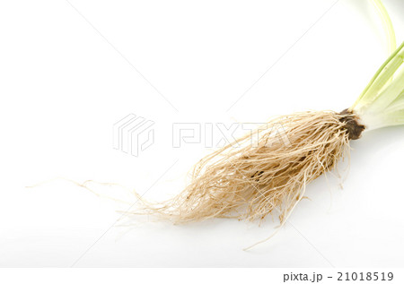 オオバコの根 21018519