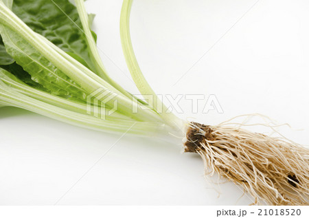 オオバコの根と茎 21018520