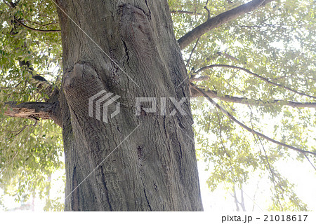 ツブラジイの幹 ツブラジイの幹 21018617