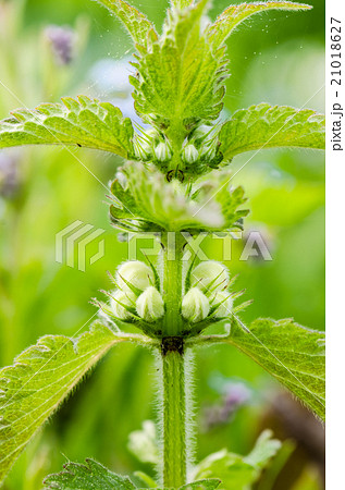 Blossoming nettle, close up Blossoming nettle, close up 21018627