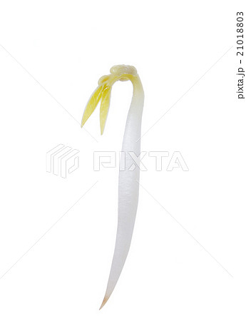 Bean sprout isolate on white Bean sprout isolate on white 21018803
