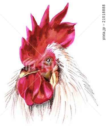 鶏のリアルな斜め顔のイラスト素材 2101