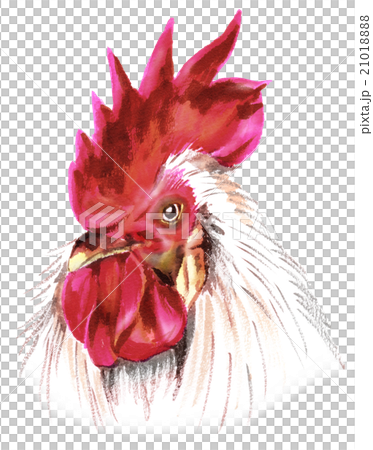 鶏のリアルな斜め顔のイラスト素材 2101
