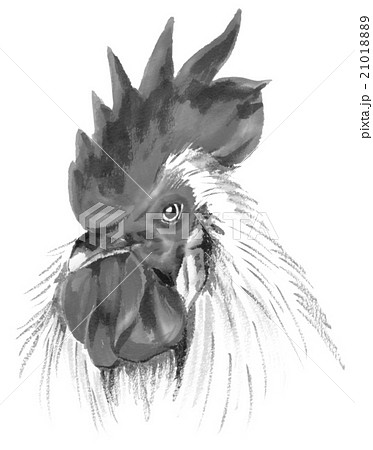 鶏のリアルな斜め顔のイラスト素材 21018889 Pixta