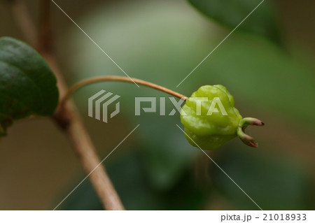 自然 植物 ピタンガ、赤く熟すと甘酢っぱいフルーツになりますが青いとヤニ臭く食べられないそうです 自然 植物 ピタンガ、赤く熟すと甘酢っぱいフルーツになりますが青いとヤニ臭く食べられないそうです 21018933