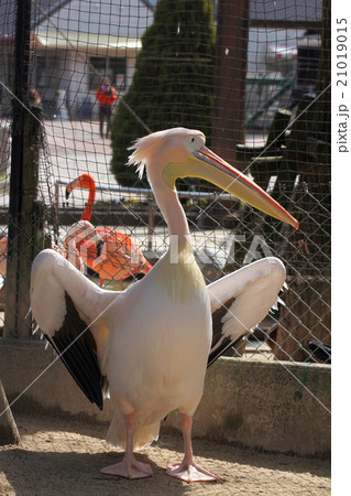 久留米市鳥類センターのモモイロペリカンの写真素材