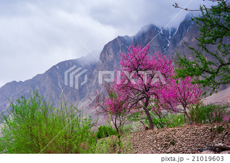 beautiful Landscape of Hunza Valley 21019603