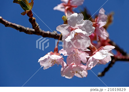 河津桜 河津桜 21019829
