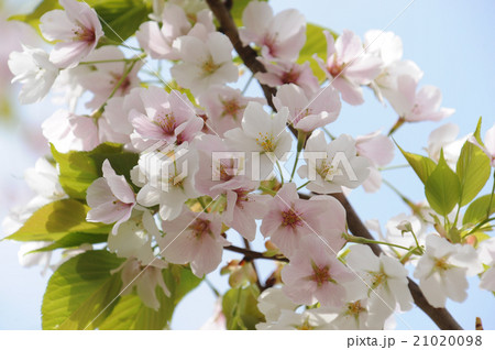 桜 21020098