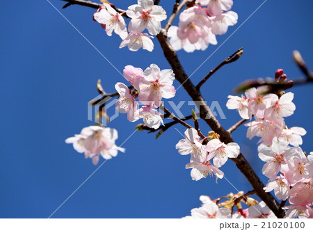 河津桜 21020100