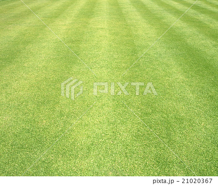 Golf Courses green lawn Golf Courses green lawn 21020367