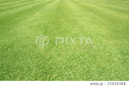 Golf Courses green lawn Golf Courses green lawn 21020368