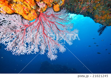 赤いイソバナ 赤いイソバナ 21021245