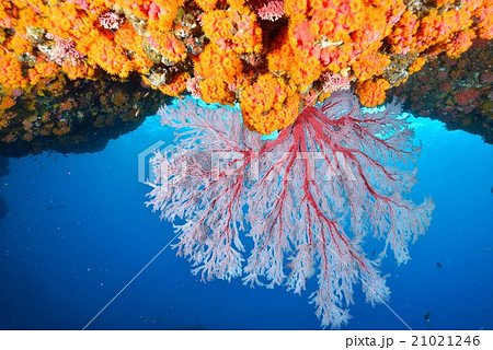 赤いイソバナ 21021246