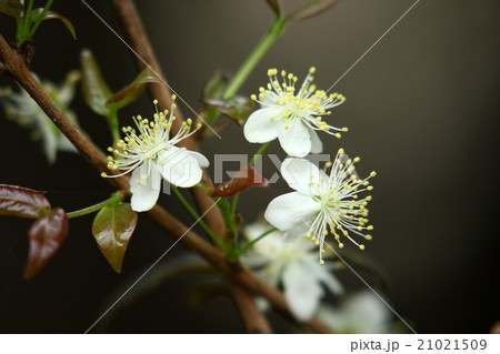 自然　植物　ピタンガ、花も実もきれいで丈夫な木なので庭木にもなるそうです 21021509