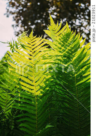 Beautyful ferns leaves green foliage natural 21023911