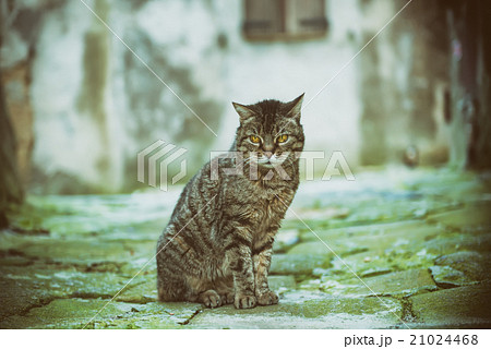Street cat portrait 21024468
