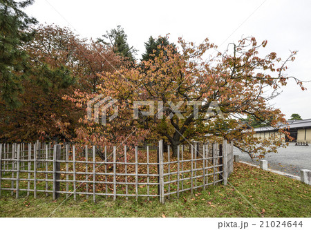 京都御苑 車返桜 京都御苑 車返桜 21024644