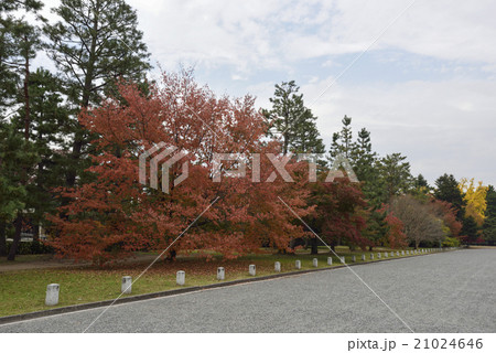 京都御苑 京都御苑 21024646