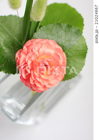 ラナンキュラス 21024667