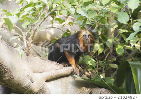 golden-headed lion tamarin golden-headed lion tamarin 21024927