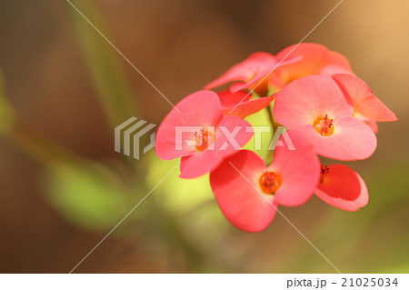 ハナキリン 21025034