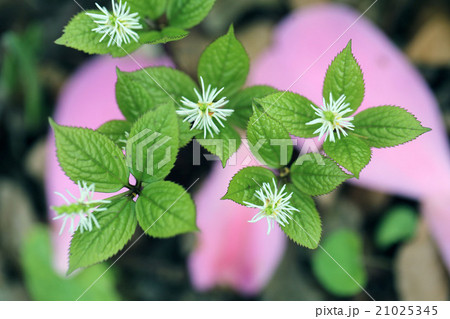 ヒトリシズカ 21025345