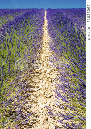 lavender field, Plateau de Valensole, Provence 21026067