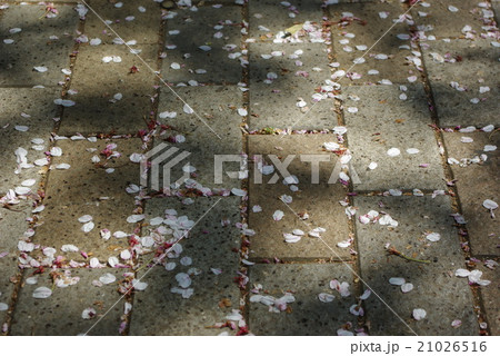 石畳の上に散る桜の花びらと木漏れ日の影の写真素材