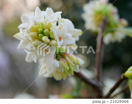 白花沈丁花 白花沈丁花 21026906