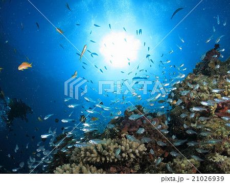 沖縄の海 小魚戯れるサンゴ礁の写真素材