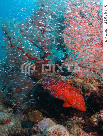 沖縄の海 ハタと小魚戯れるサンゴ礁の写真素材